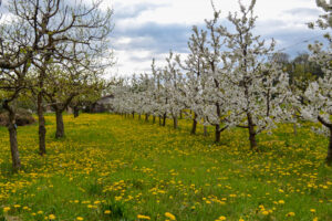 Foto dei ciliegi fioriti di Colceresa.