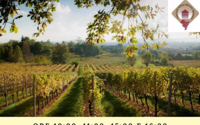 Breganze Wine Tour le colline del Torcolato: visita guidata alle cantine con degustazione