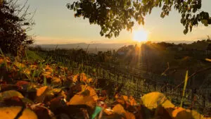 Cuore Pedemontana: Breganze - Visit Pedemontana