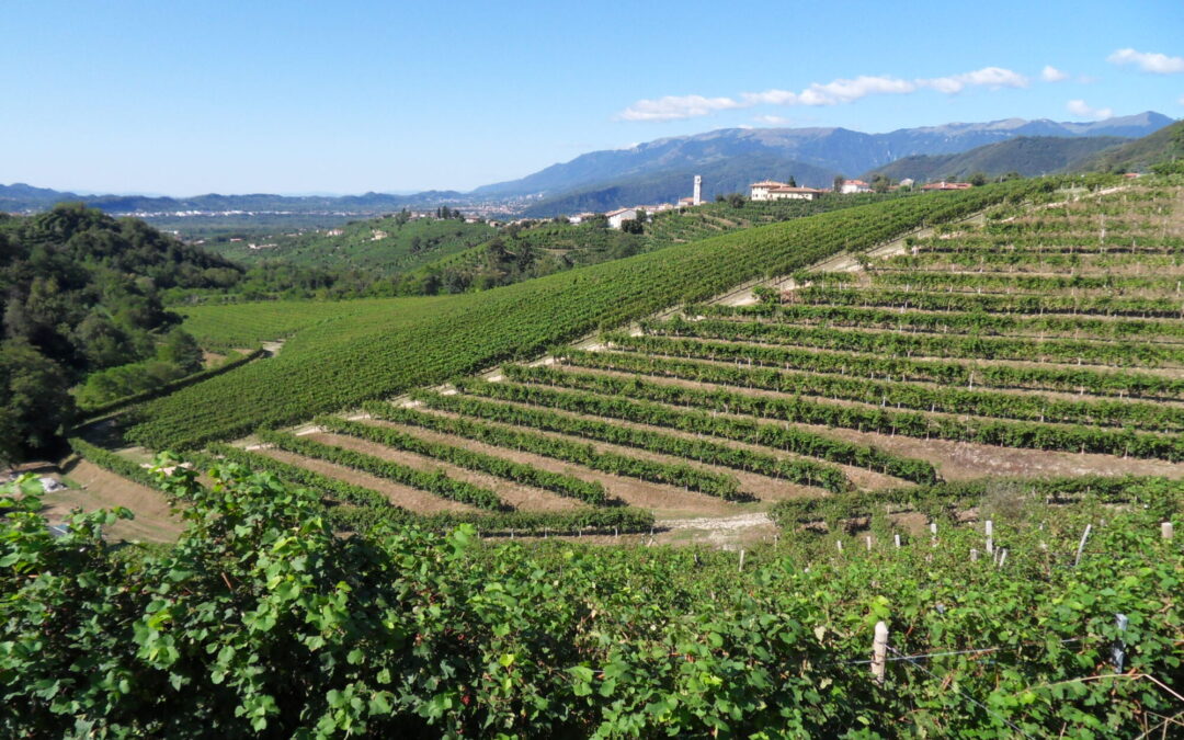 Prodotti tipici e curiosità di Fara Vicentino