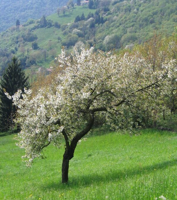 Itinerari & passeggiate di Calvene