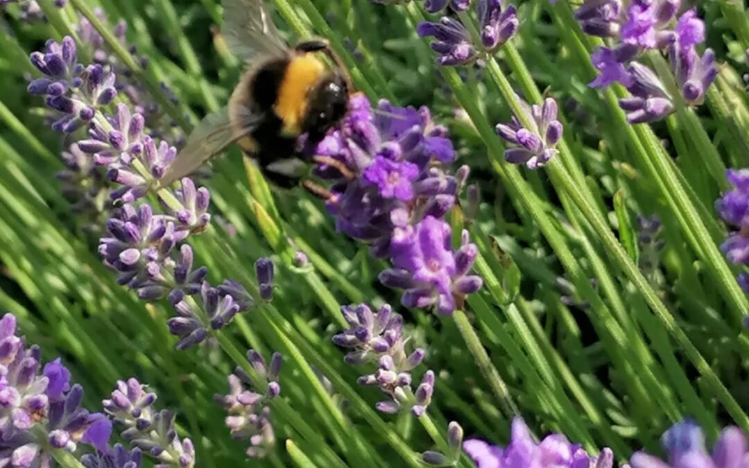 Escursione guidata “Alla scoperta di Lugo”