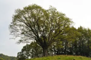 Alberi Monumentali di Calvene