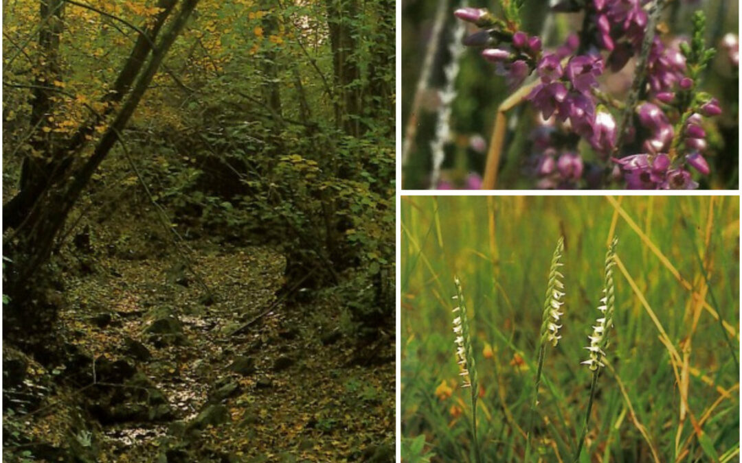 Da Grumolo alla Valle di Sant’Andrea e al Rivòn