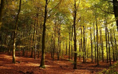 I luoghi nascosti della Pedemontana. Speciale Halloween 🎃