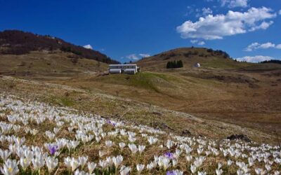 Malga Davanti Monte Novegno