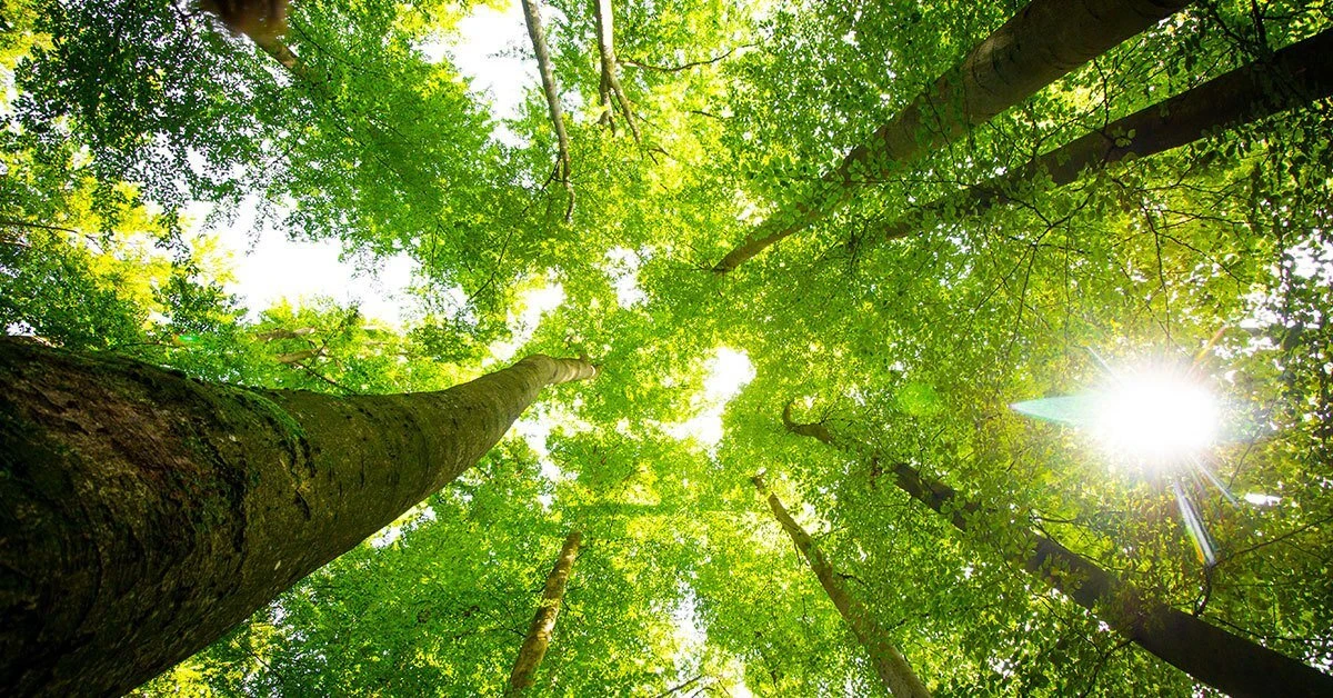 Forest therapy