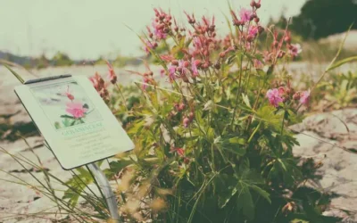 Giardino Alpino Dario Broglio: un viaggio botanico sul Monte Corno