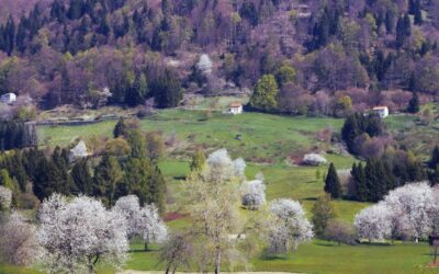 La Valle dei Ciliegi a Tonezza del Cimone