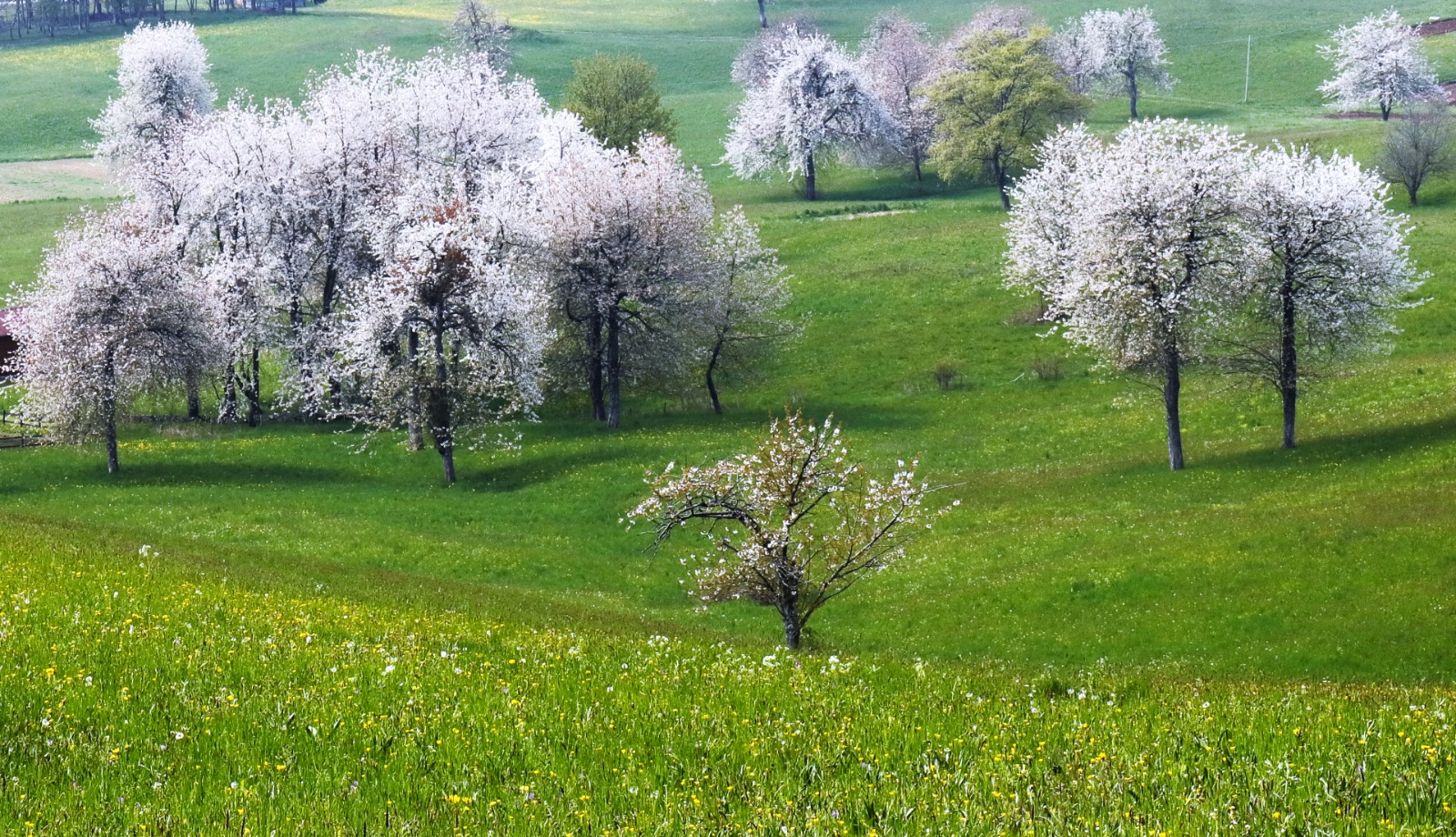 La Valle dei Ciliegi 