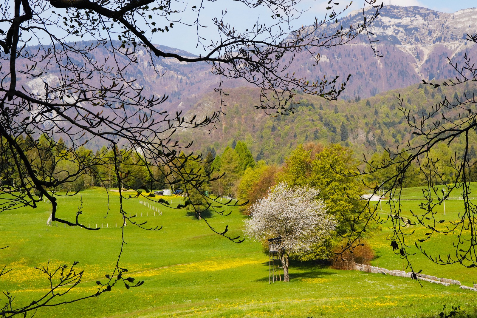 La Valle dei Ciliegi 