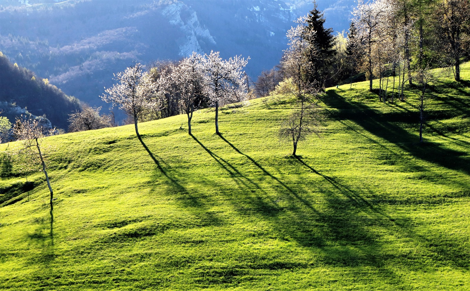 Valle dei Ciliegi Tonezza