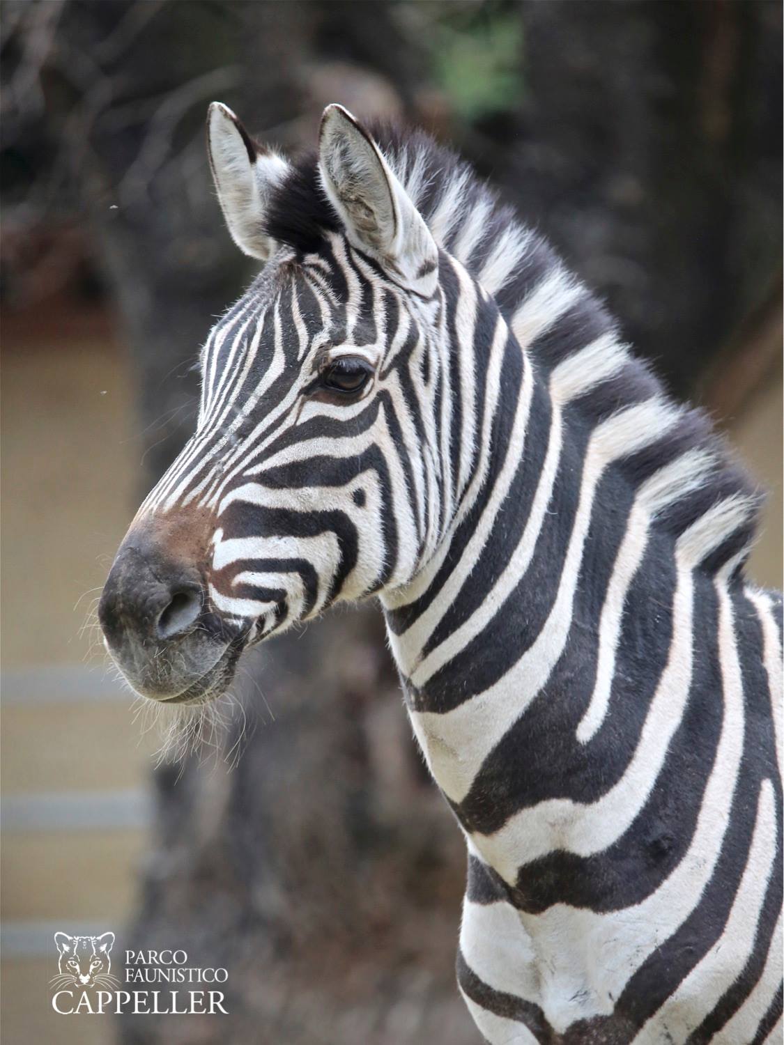 Parco Capppeller di Cartigliano