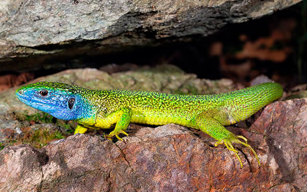 Le Risorgive del Bacchiglione Fauna