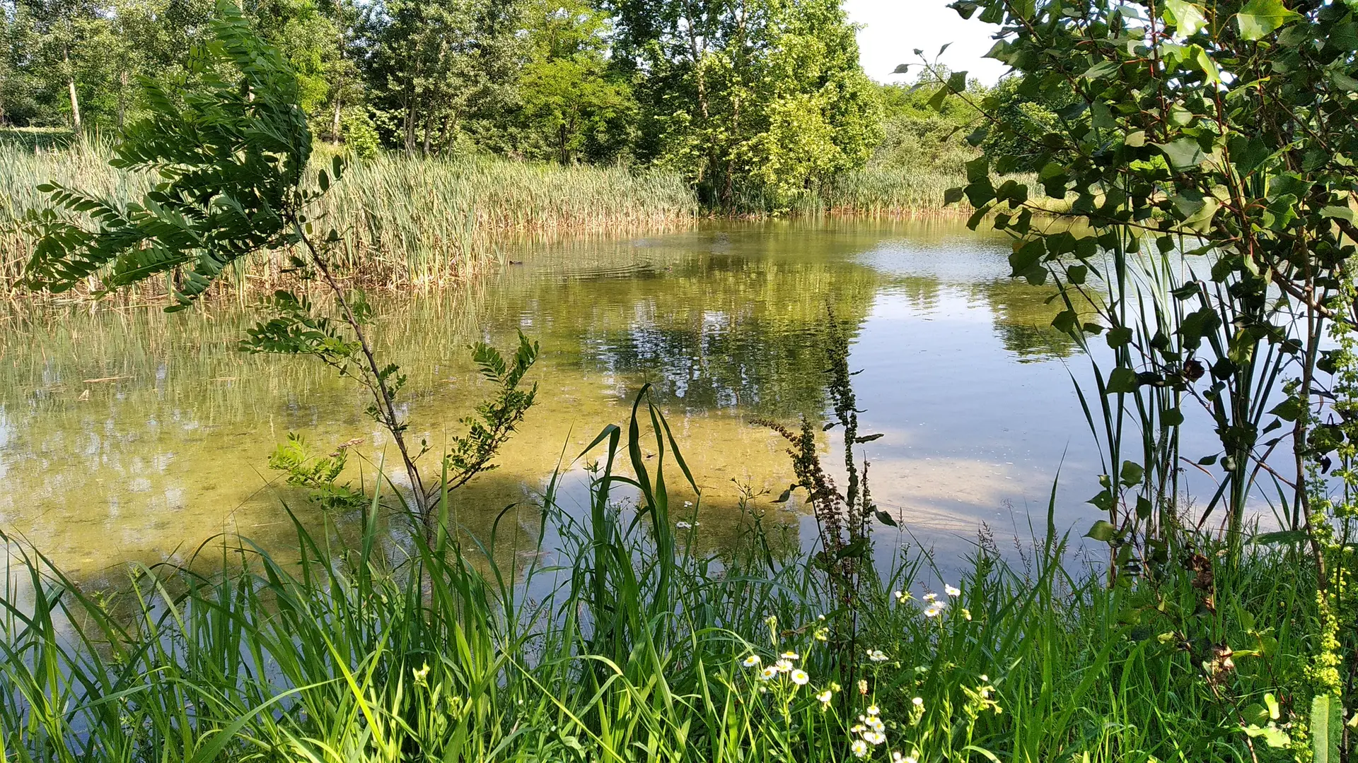 Le Basse del Brenta