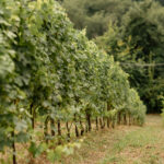 Zona DOC di Breganze: vini, Torcolato e Vespaiolo