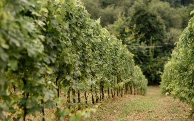 Zona DOC di Breganze: vini, Torcolato e Vespaiolo