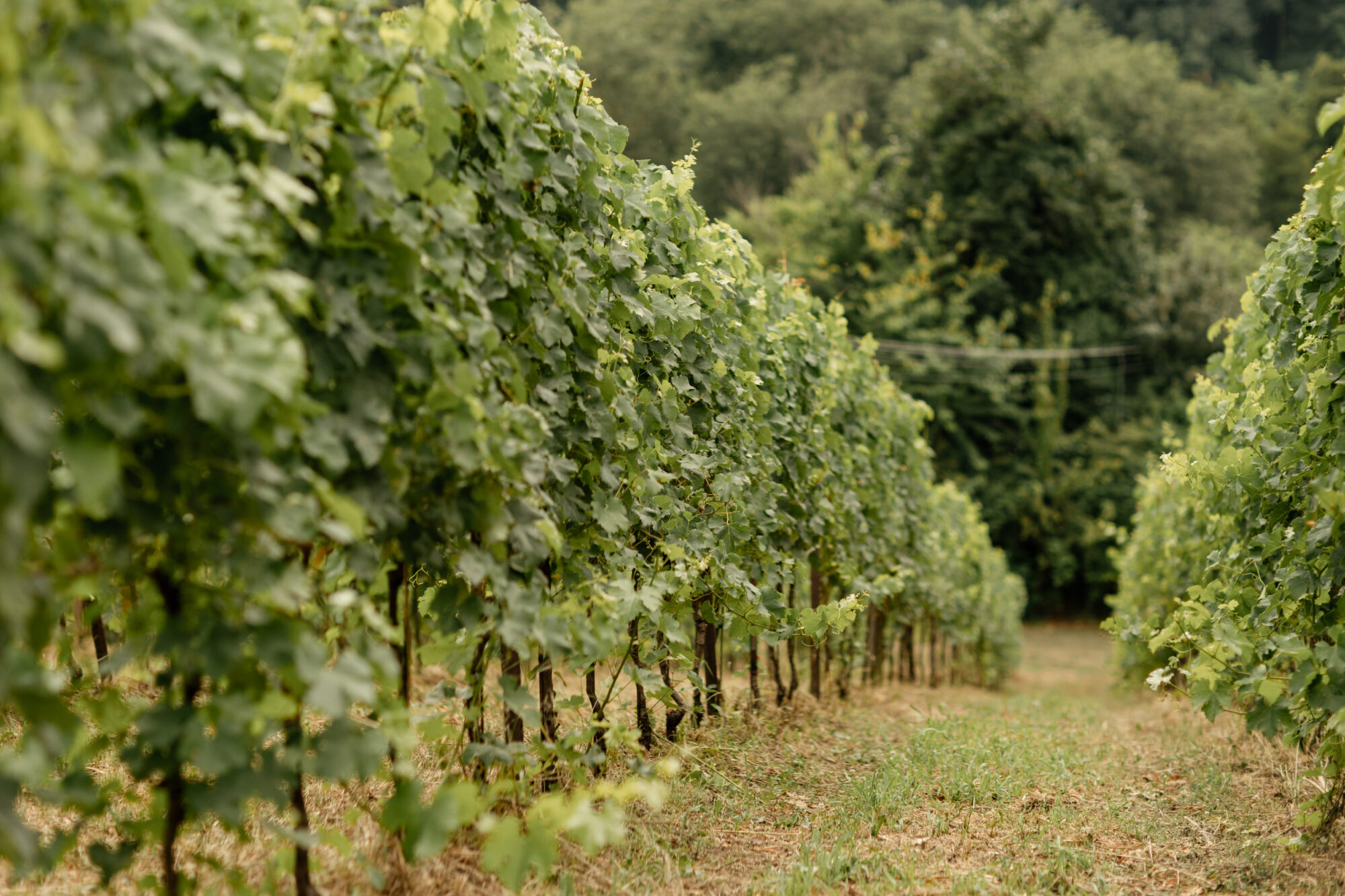 Zona DOC di Breganze tra vigneti e colline della Pedemontana Veneta