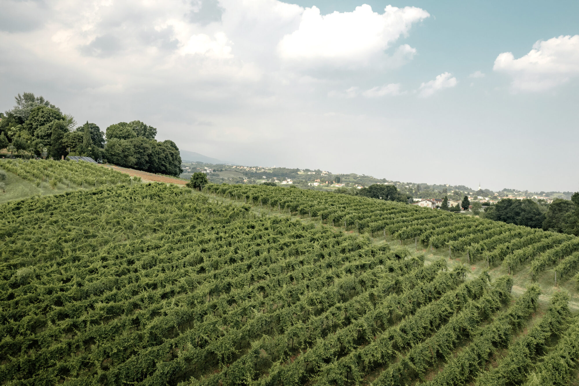 Vigneti di Breganze/panorama