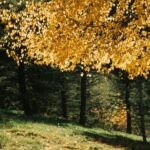Eventi della Autunno 2026 a Lusiana Conco
