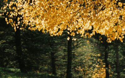 Eventi della Autunno 2026 a Lusiana Conco